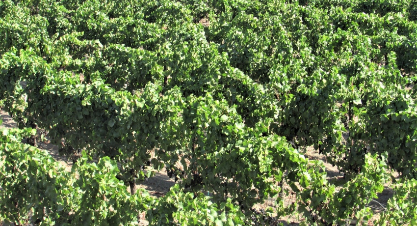 WFP-tim-hearden-wine-report2 (2).JPG WFP-tim-hearden-wine-report2 (2).JPG