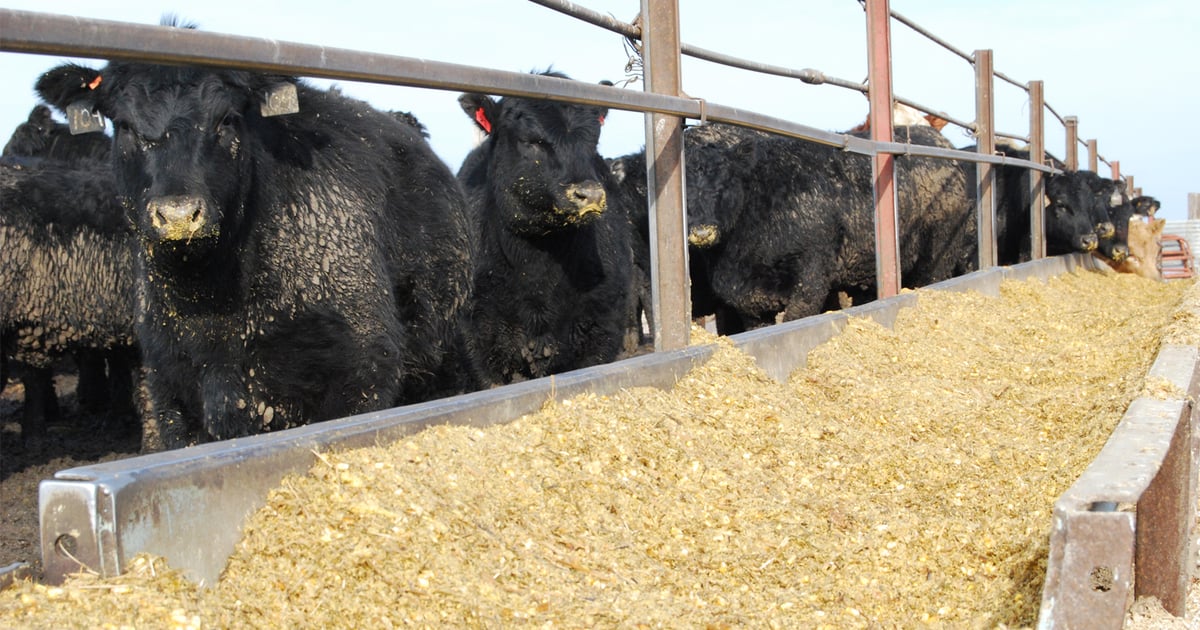 Basis key to hedging success
