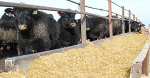 beef cattle at feeder