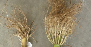 two masses of corn roots