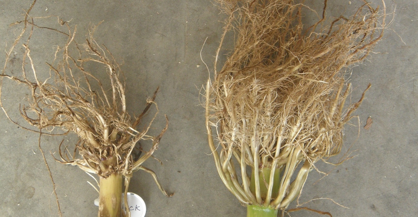two masses of corn roots