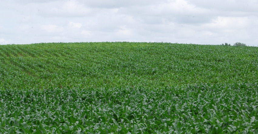 rows of corn