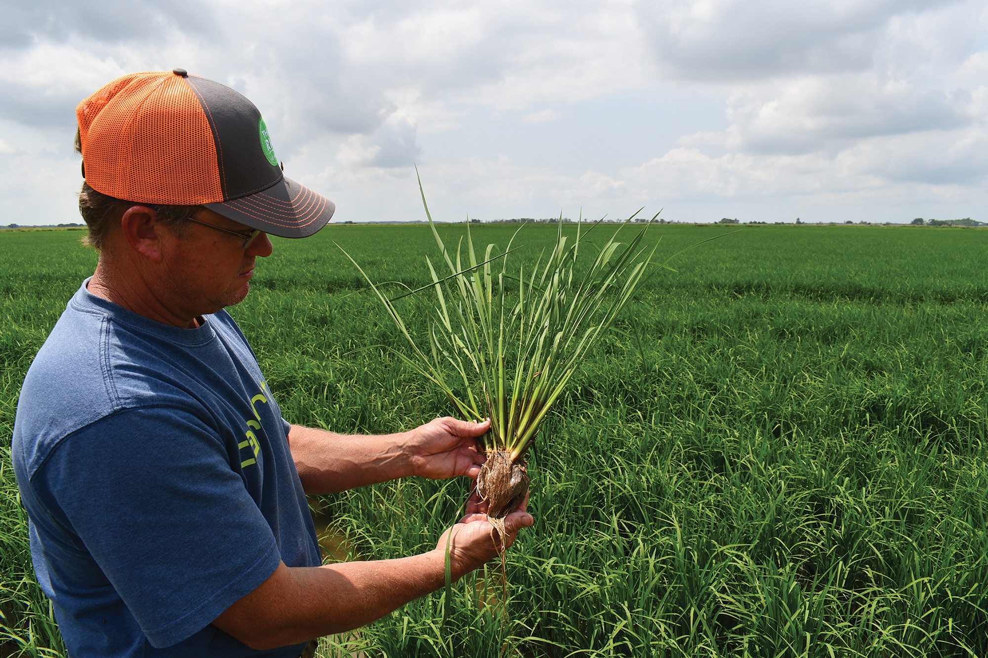 Rice harvest underway in Louisiana, other states will begin soon -  Brownfield Ag News