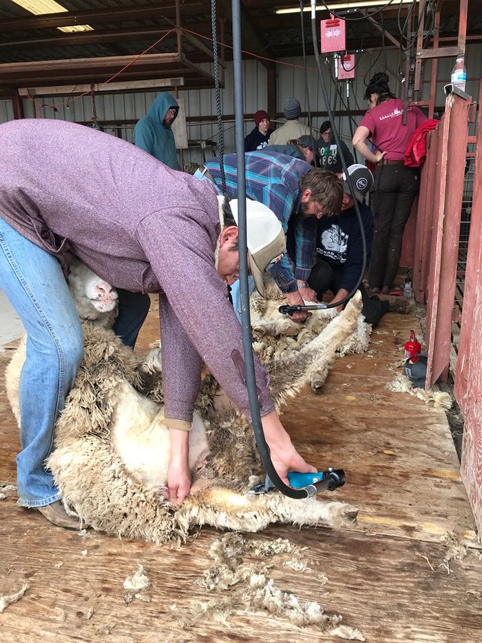 extension-himes-shearing-sheep-untethered-approach.jpg