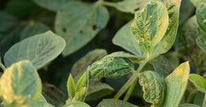 Dicamba damage to soybeans