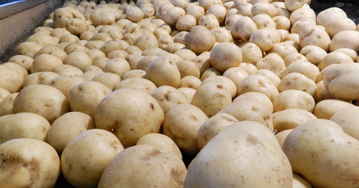 Potato producers to vote on increasing checkoff