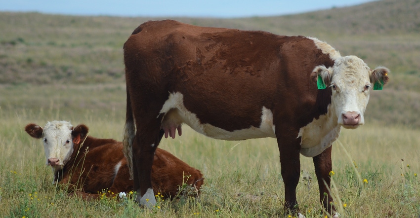 A cow and her calf on pasture