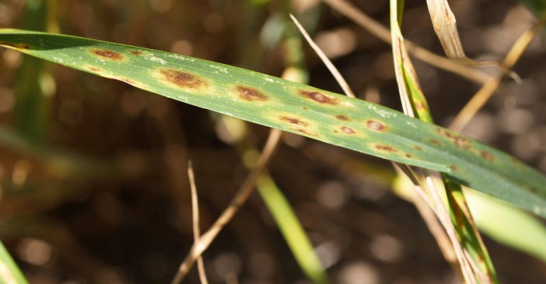 Figure 2. Tan spot is a common problem for wheat growers in Nebraska. Symptoms first appear as small, tan, diamond-shaped spots that progress to elliptical to elongate tan-colored spots with a dark brown center and yellow border
