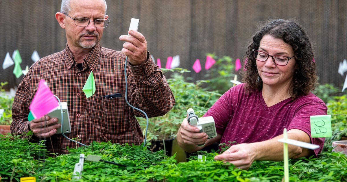 Texas peanut breeders working to tackle drought, disease, nutrition