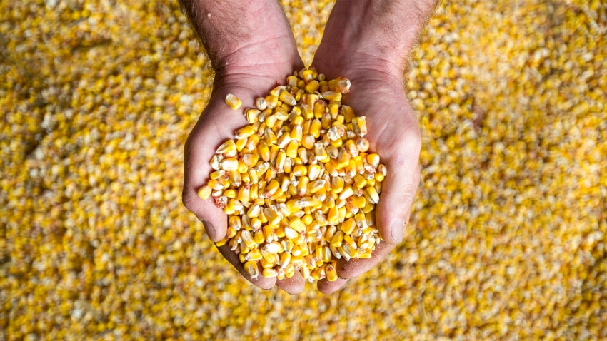 hands holding grain