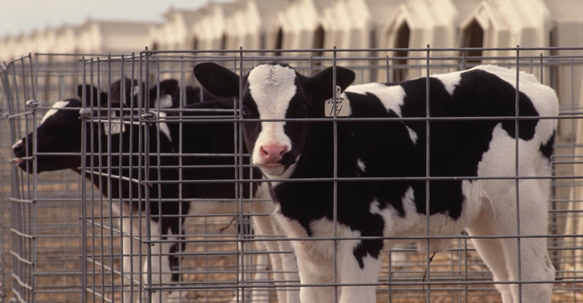 Calves in pens at a dairy farm