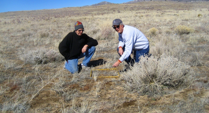 WFP-ARS-cheatgrass.jpg