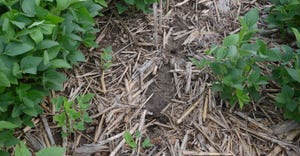 signs of damage in soybean field caused by voles
