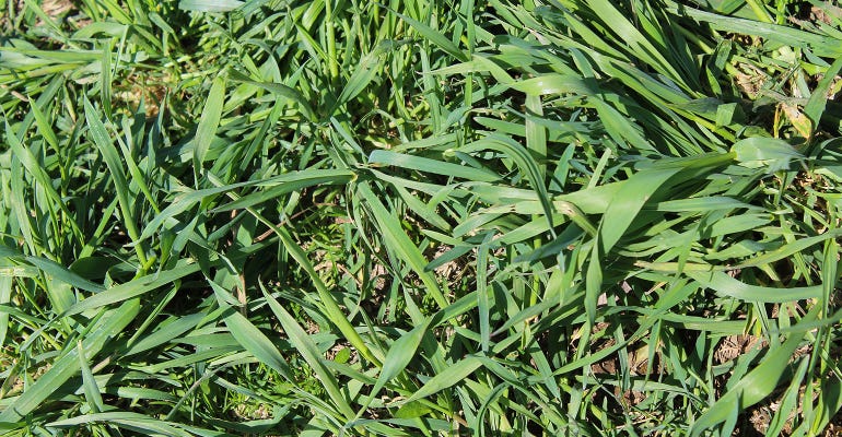 Bermuda grass pasture closeup