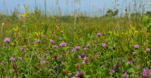 Red clover growing in the open prairie 