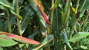 Homo sapien freeloader disease in corn