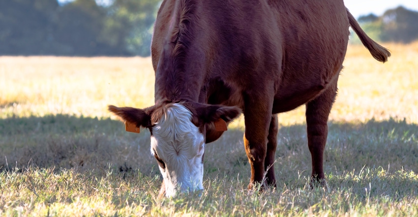 grazing cow in pasture