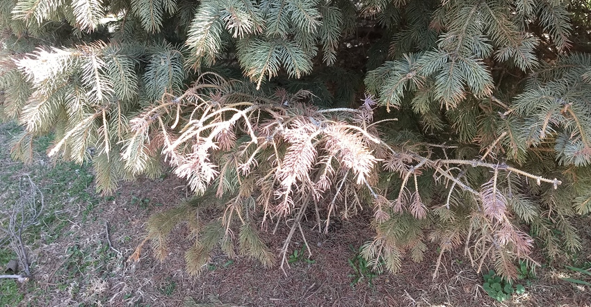 Disease stricken spruce branches