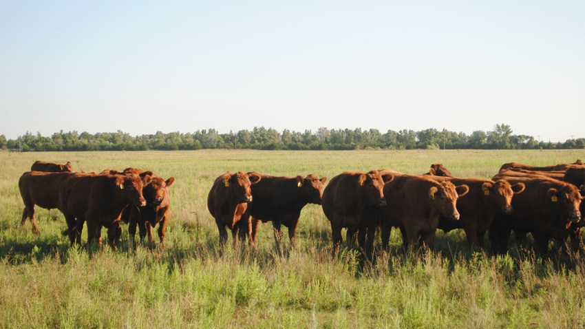 cattle grazing in field cattle grazing in field