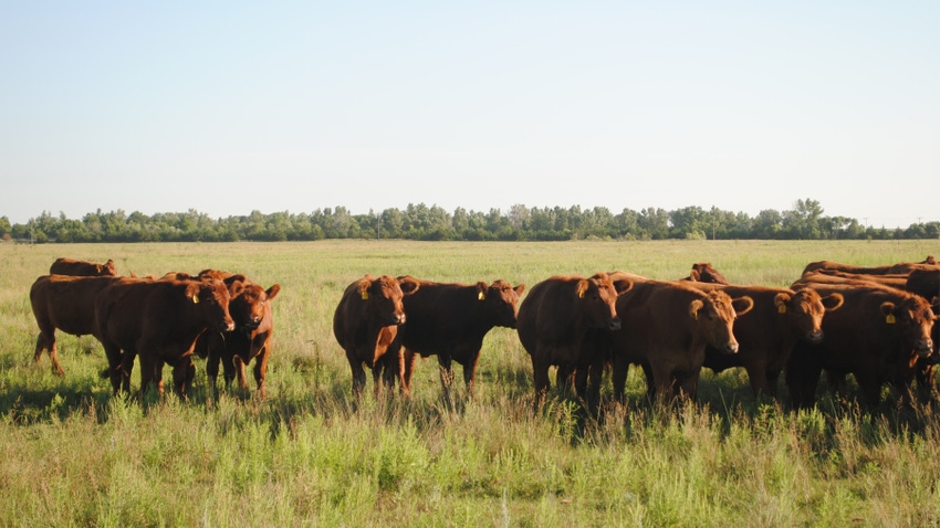 cattle grazing in field