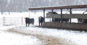 cattle in pen in snow