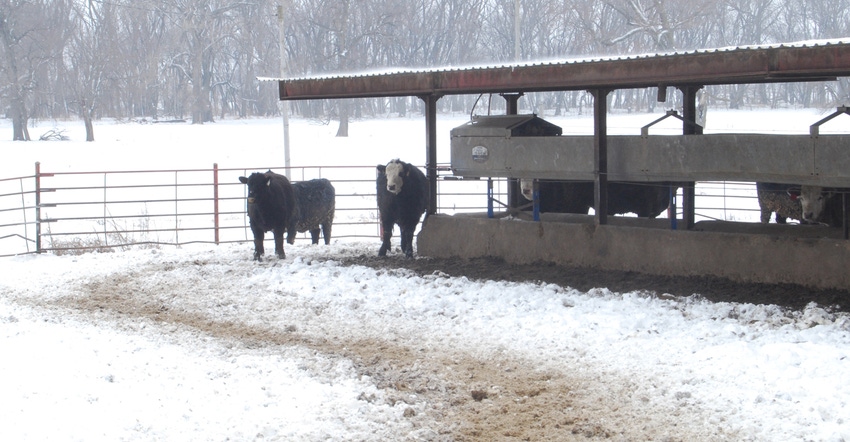 cattle in pen in snow cattle in pen in snow