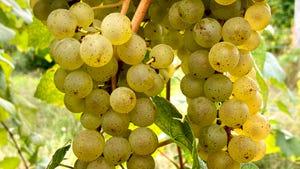 hybrid Aravelle grapes