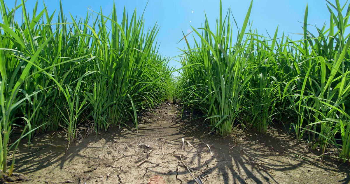 Mississippi farmers changing way they grow rice