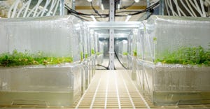 Botanical Solution doing tests on plants through tissue culture techniques 