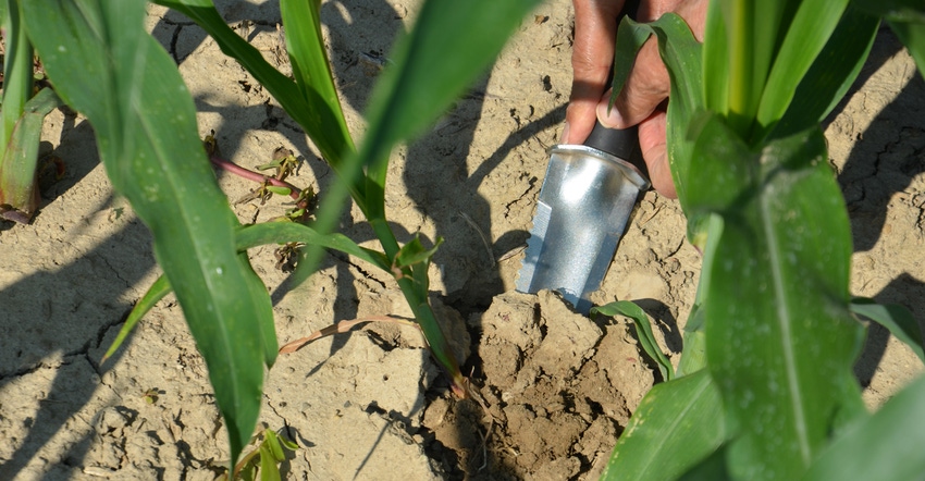 hand digging with small shoverl in cornfield