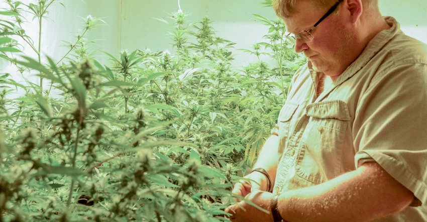Andy Huston inspecting hemp plants Andy Huston inspecting hemp plants