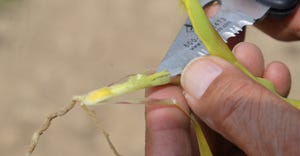 knife pulling back layers of corn plant