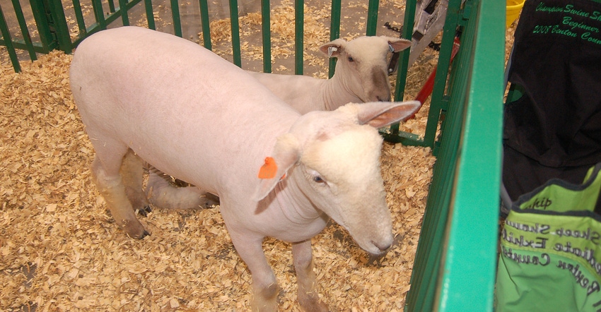 sheep in a pen, waiting to be shown