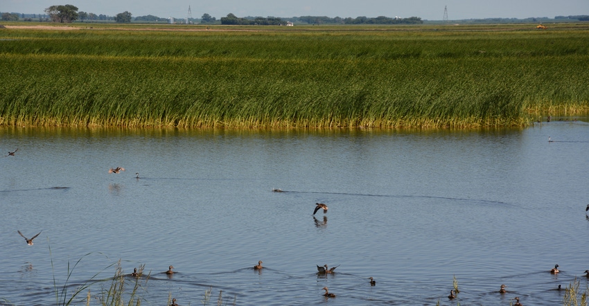 water with tall grass and birds water with tall grass and birds