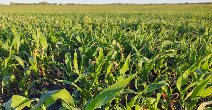 A field of volunteer corn looked like in mid-October in central Iowa. 