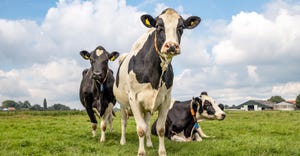Holstein cows grazing in green pasture