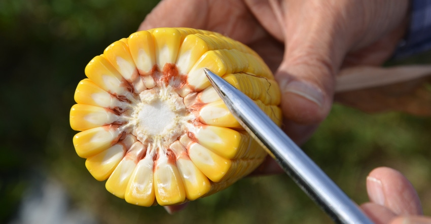 ear of corn cut in half