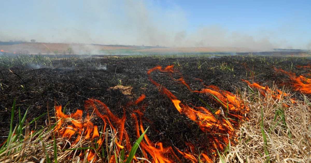 Nebraska wildfires destroy million acres, displacing cattle