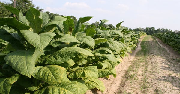 Video shows Florida tobacco harvest in progress