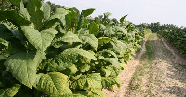 how to grow tobacco in florida Video shows Florida tobacco harvest in progress how to grow tobacco in florida Video shows Florida tobacco harvest in progress