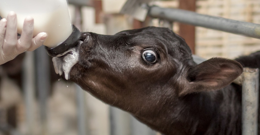 baby cow taking milk from the bottle