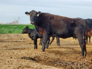 swfp-shelley-huguley-livestock-calves-20-12.JPG