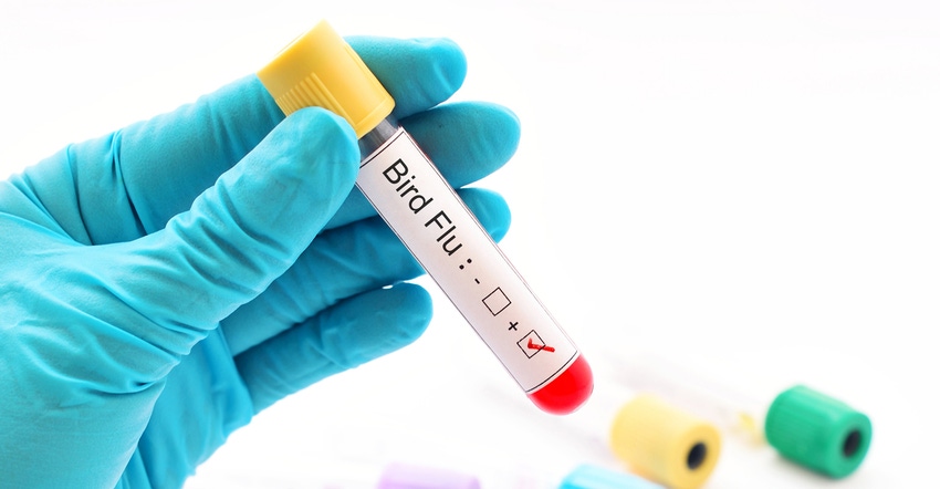 test tube blood sample that is positive for Bird Flu