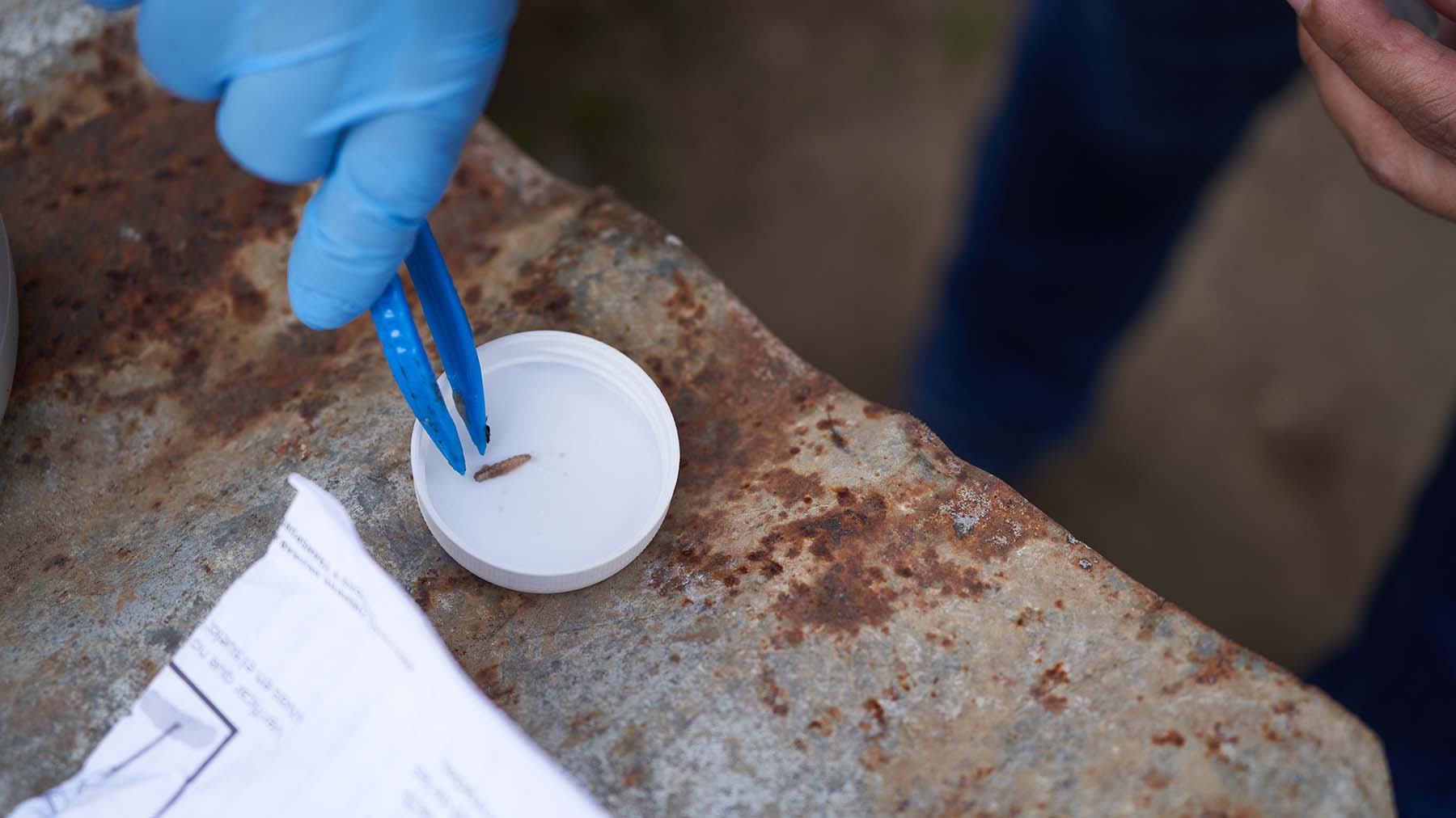 A New World screwworm sample