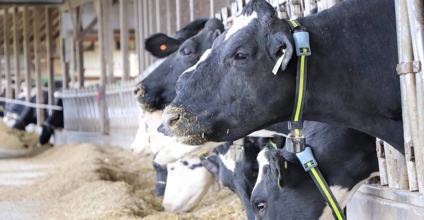 Dairy cows feeding in barn Dairy cows feeding in barn