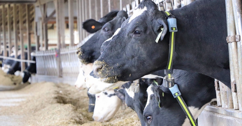 Dairy cows feeding in barn