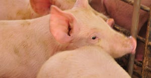 closeup of hogs in pen