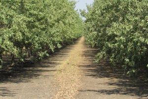 Almond orchard