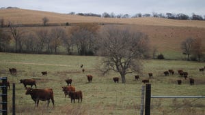 Cattle in pasture during winter