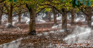 Sprinklers amongst trees